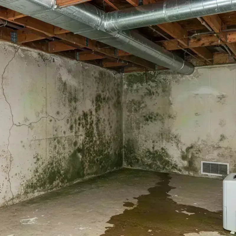 Professional Mold Removal in Santa Clara, CA